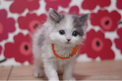 成約済の東京都のマンチカン-101396の1枚目